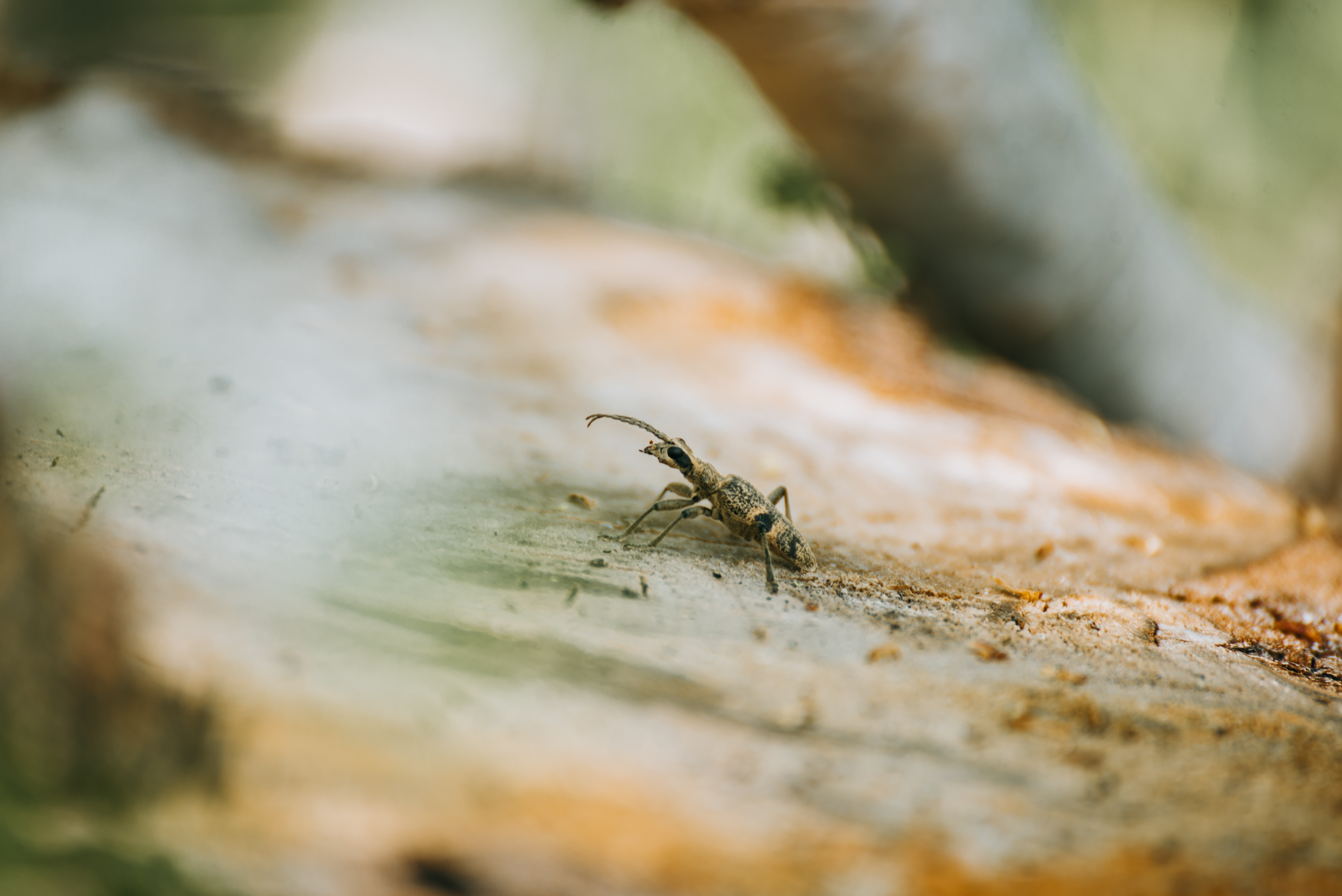 Wat is het raarste dier in de tuin?